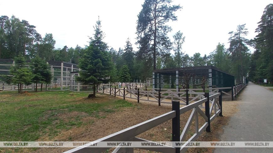 Лето, велосипед и заповедный лес, или За «экологическим детоксом» в Беловежскую пущу