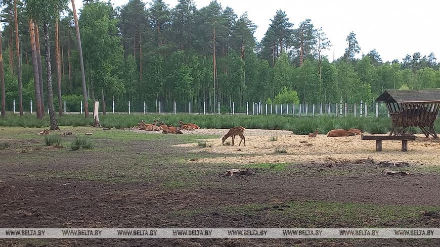 Лето, велосипед и заповедный лес, или За «экологическим детоксом» в Беловежскую пущу