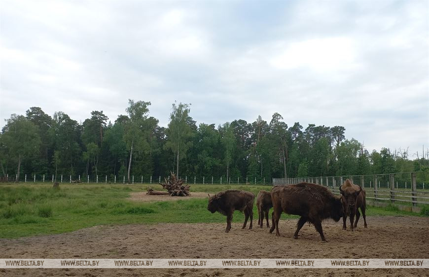 Лето, велосипед и заповедный лес, или За «экологическим детоксом» в Беловежскую пущу