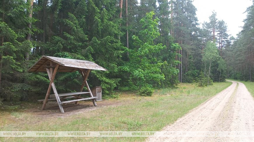 Лето, велосипед и заповедный лес, или За «экологическим детоксом» в Беловежскую пущу