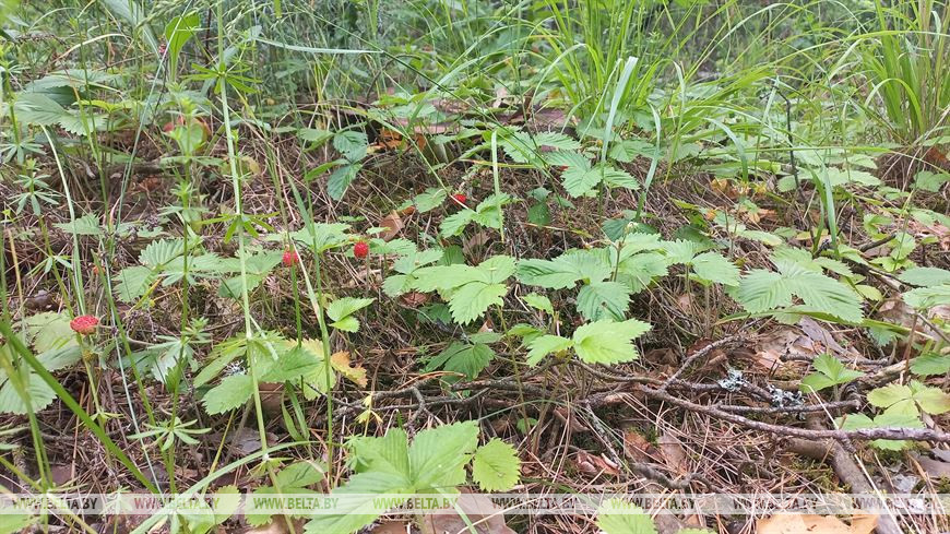 Лето, велосипед и заповедный лес, или За «экологическим детоксом» в Беловежскую пущу