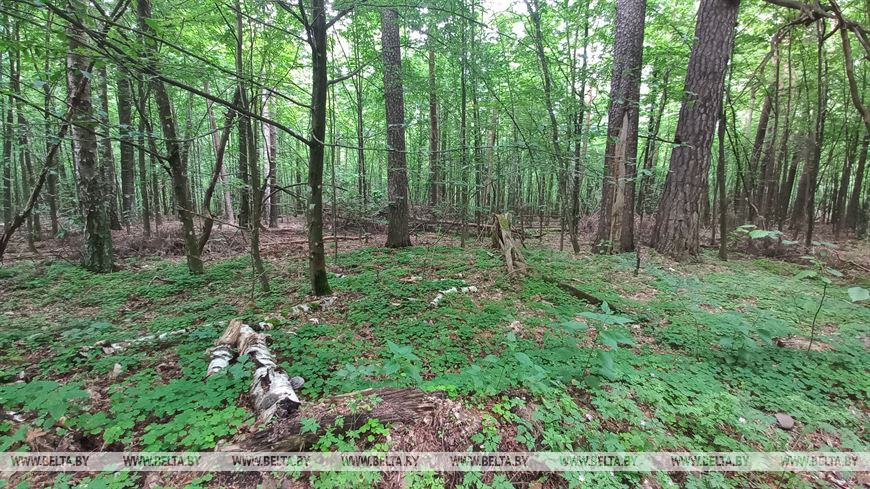 Лето, велосипед и заповедный лес, или За «экологическим детоксом» в Беловежскую пущу