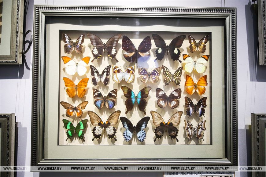 «Порхающие цветы». Выставку бабочек презентовали в Бресте