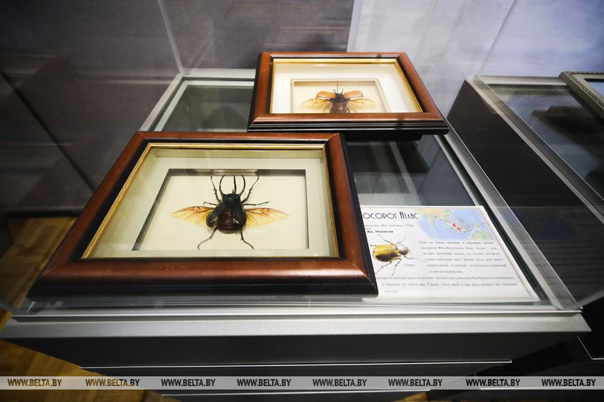 «Порхающие цветы». Выставку бабочек презентовали в Бресте