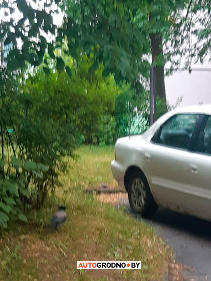 Вороны бьют стекла в автомобилях в Гродно