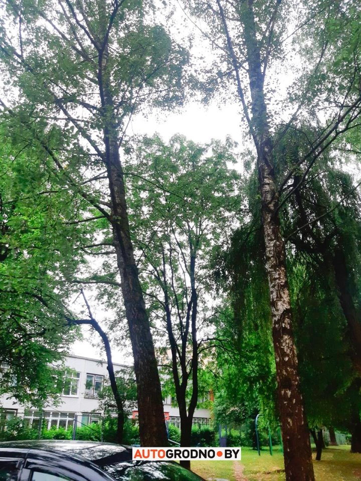 Вороны бьют стекла в автомобилях в Гродно