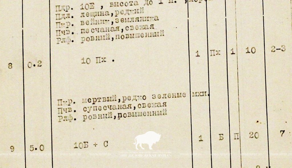 В Беловежской пуще нашли посадку дугласовой пихты почти вековой давности