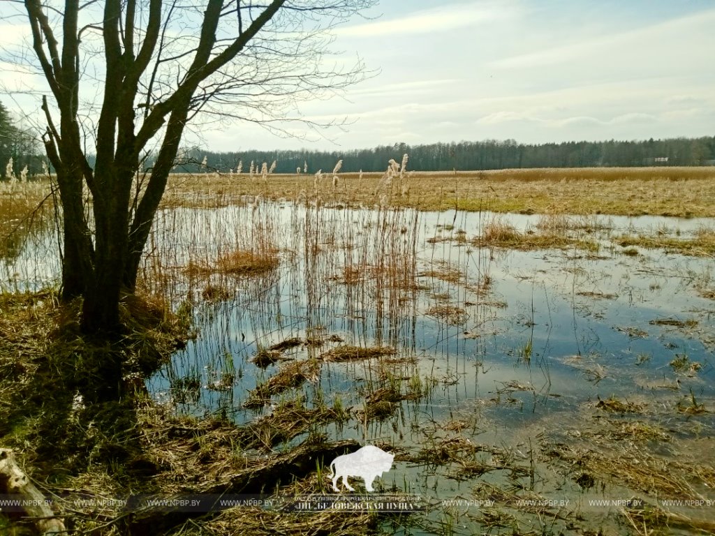 В Беловежской пуще нашли посадку дугласовой пихты почти вековой давности