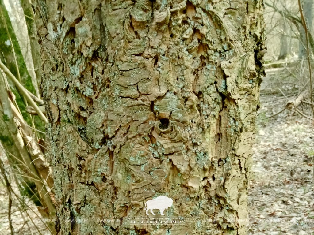 В Беловежской пуще нашли посадку дугласовой пихты почти вековой давности