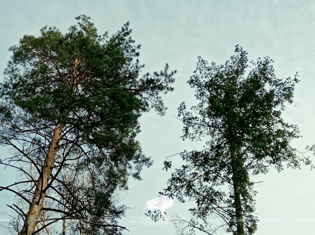 В Беловежской пуще нашли посадку дугласовой пихты почти вековой давности