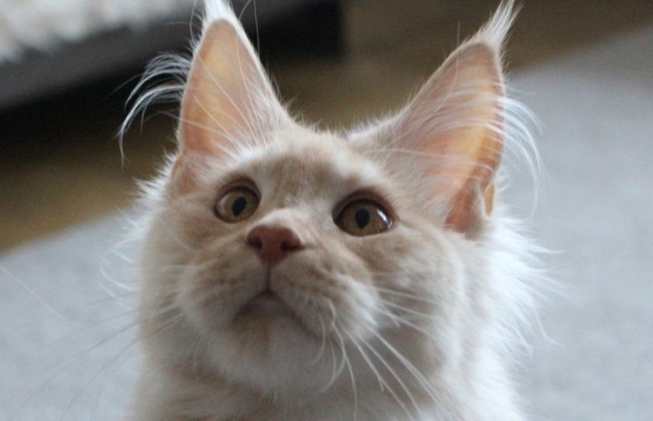 Белоруска купила котенка, а он умер от бешенства. Вернул ли деньги суд?