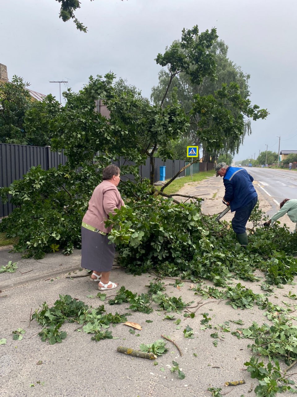 В Пинском районе сильный ветер повалил деревья