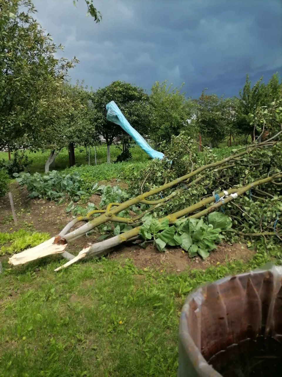В Пинском районе сильный ветер повалил деревья