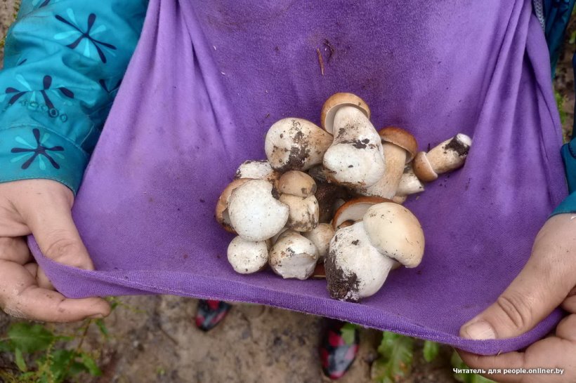 Белорусы отправились за грибами