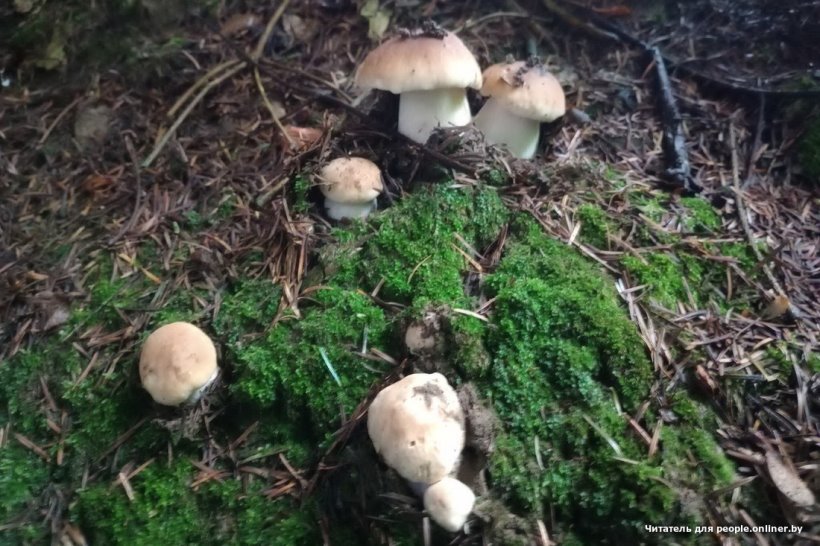 Белорусы отправились за грибами