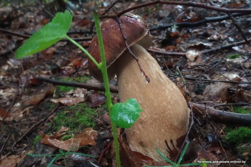 Белорусы отправились за грибами