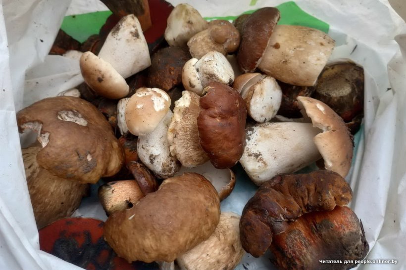 Белорусы отправились за грибами