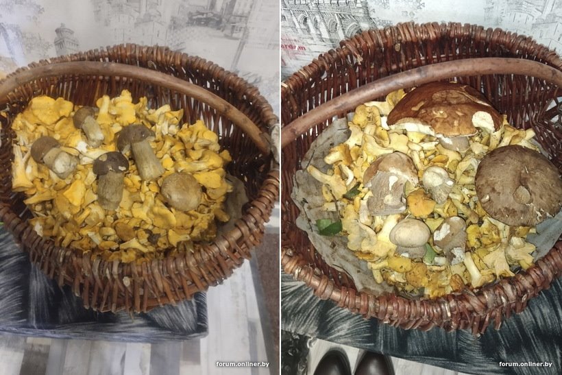 Белорусы отправились за грибами