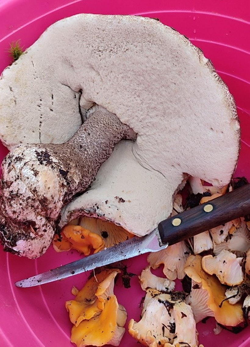 Белорусы отправились за грибами