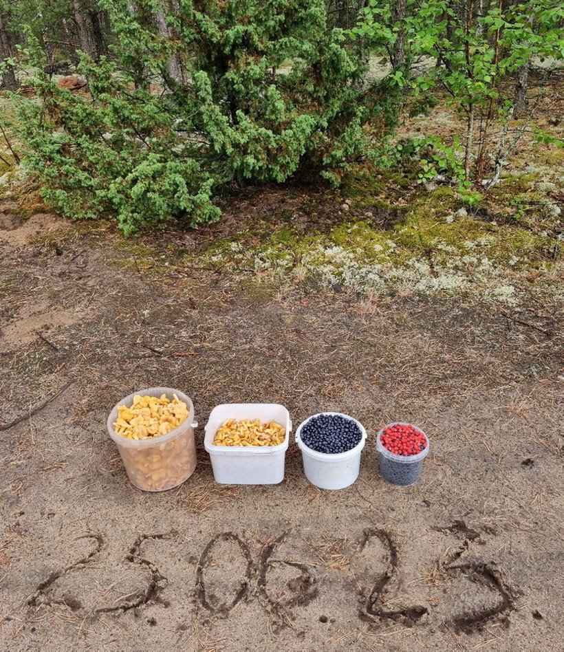 Белорусы отправились за грибами