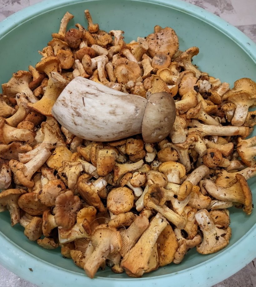 Белорусы отправились за грибами