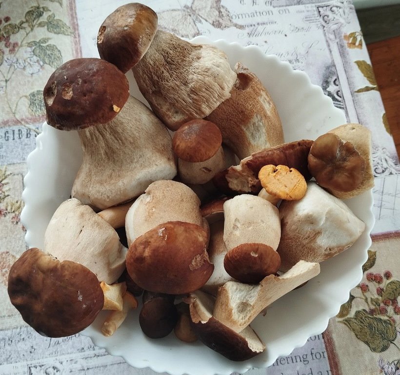 Белорусы отправились за грибами