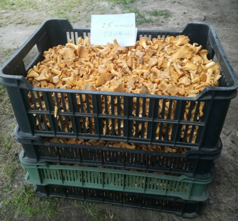 Белорусы отправились за грибами