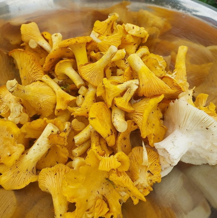 Белорусы отправились за грибами