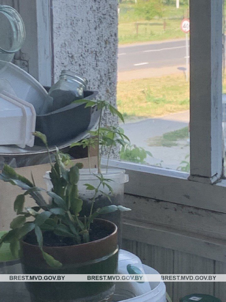 Житель Кобрина выращивал дома коноплю