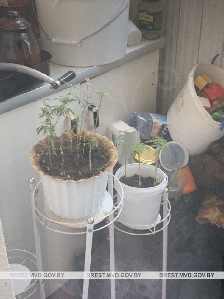 Житель Кобрина выращивал дома коноплю