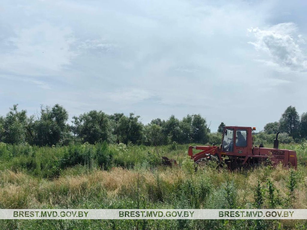 В Пинском районе уничтожена конопля и мак