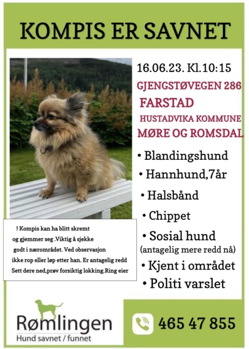 Бросил все и укатил в отпуск? Пса искали по всей Норвегии, а он оказался в Италии