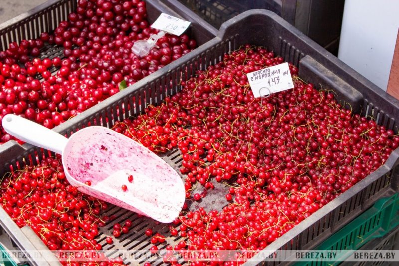 Почем на рынке в Березе продается первая голубика