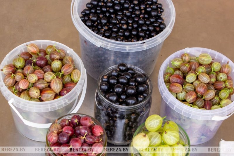 Почем на рынке в Березе продается первая голубика