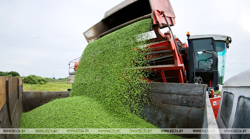 В Столинском районе идет уборка зеленого горошка