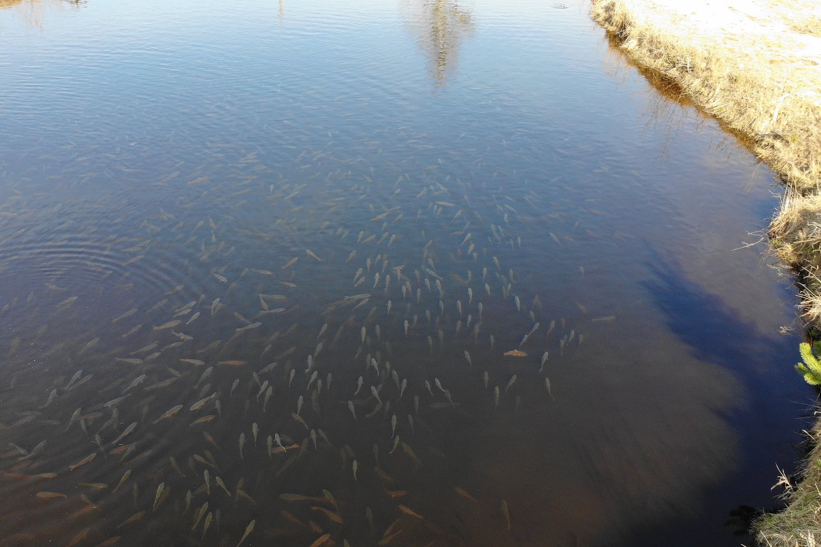 Баня, домики у воды и рыбалка: как круто отдохнуть в ДЗИК недалеко от Бреста