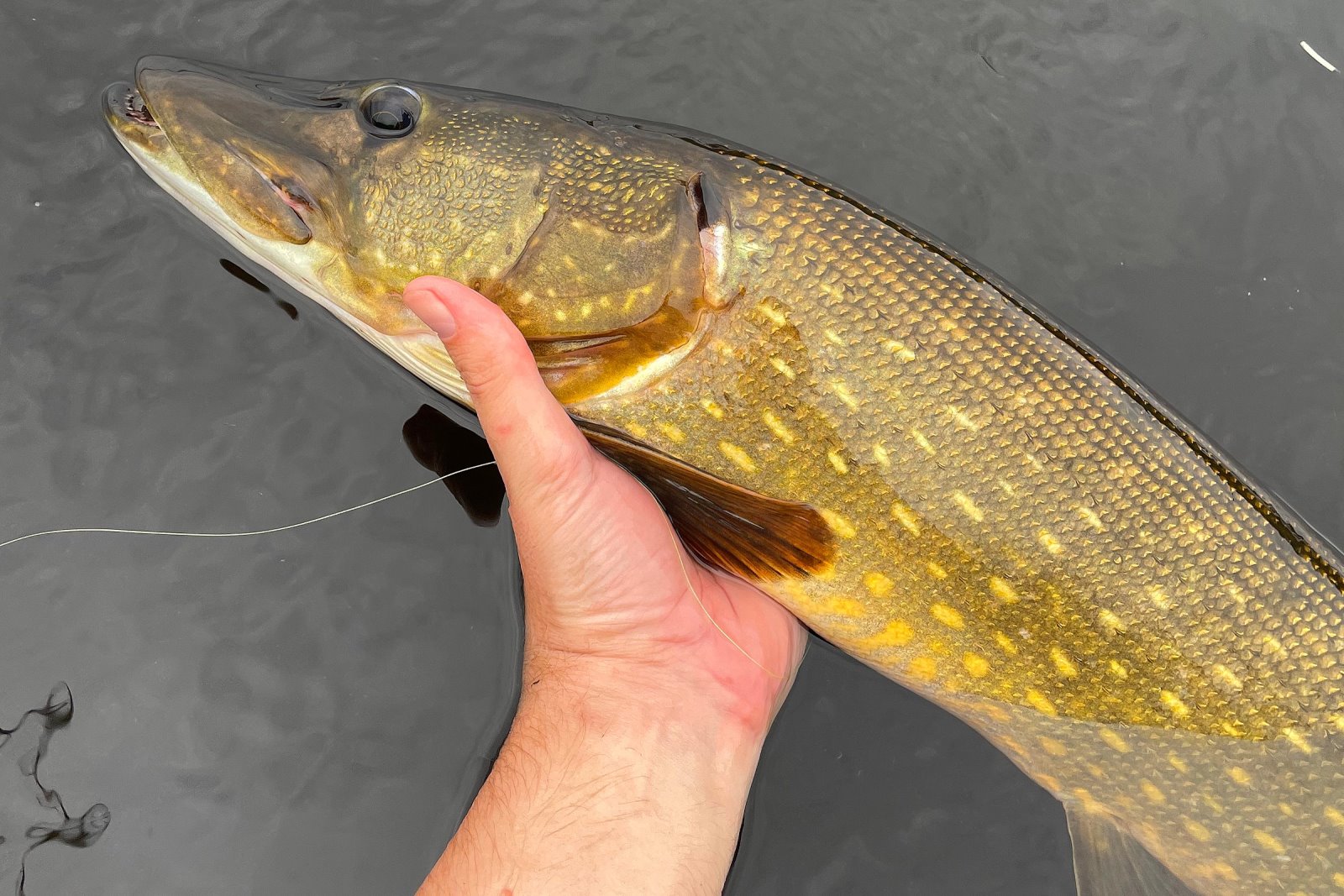 Баня, домики у воды и рыбалка: как круто отдохнуть в ДЗИК недалеко от Бреста