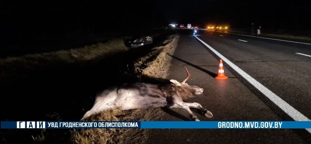 В Гродненской области Lada Priora сбила лося. Погиб 21-летний водитель