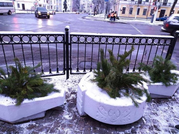 На улицах Бреста появились еловые лапки