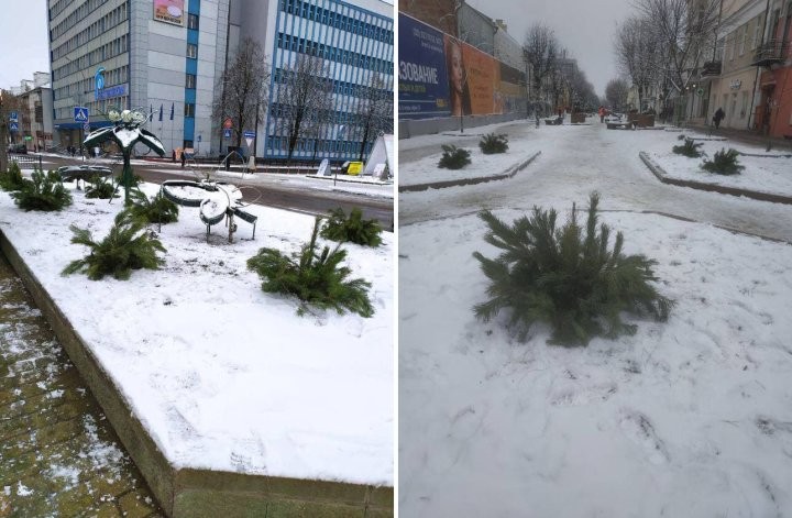 На улицах Бреста появились еловые лапки
