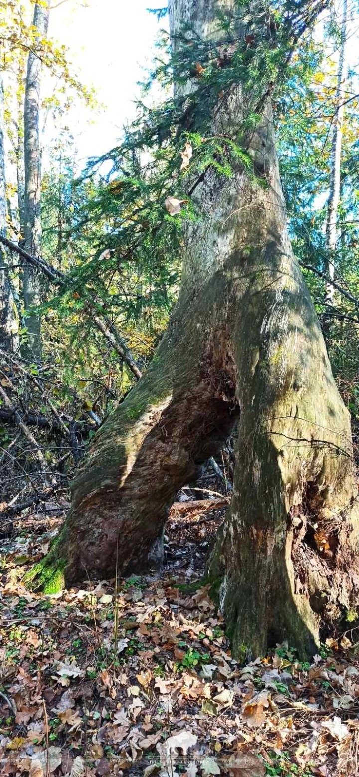 Дерево на ногах. Одно из самых необычных явлений было найдено в Беловежская пуще
