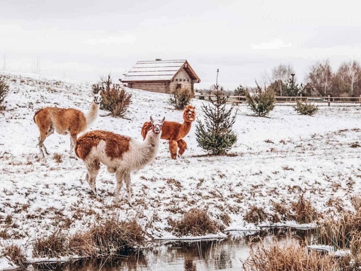 Парк животных «Диприз» в Барановичах приглашает всех на Новогоднюю сказку!