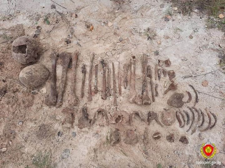 Свыше 40 костных останков и более 50 патронов найдены на кладбище в Кобринском районе