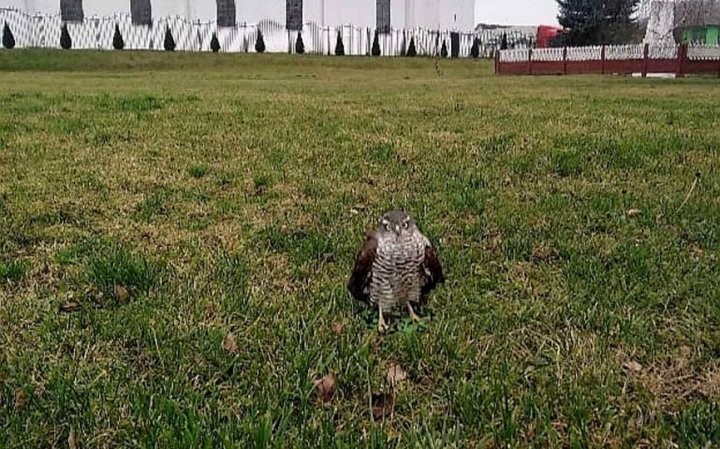Ястреба-перепелятника с поврежденным крылом нашли в Барановичском районе