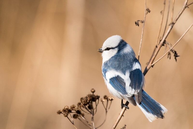 В Беларуси назвали птицу 2022 года. Что еще известно о птице года?