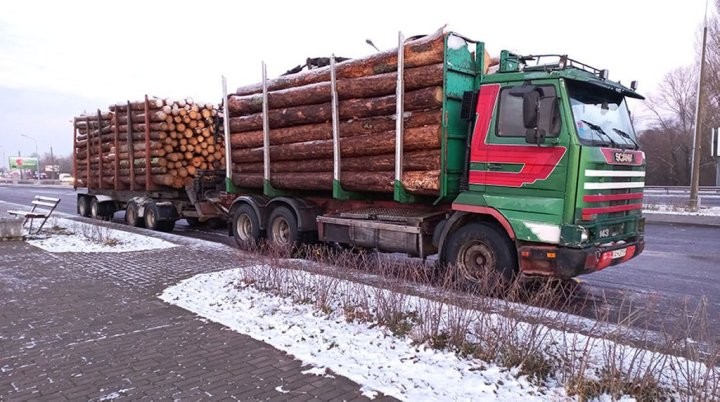 Крупную партию древесины с подложными документами задержали под Брестом