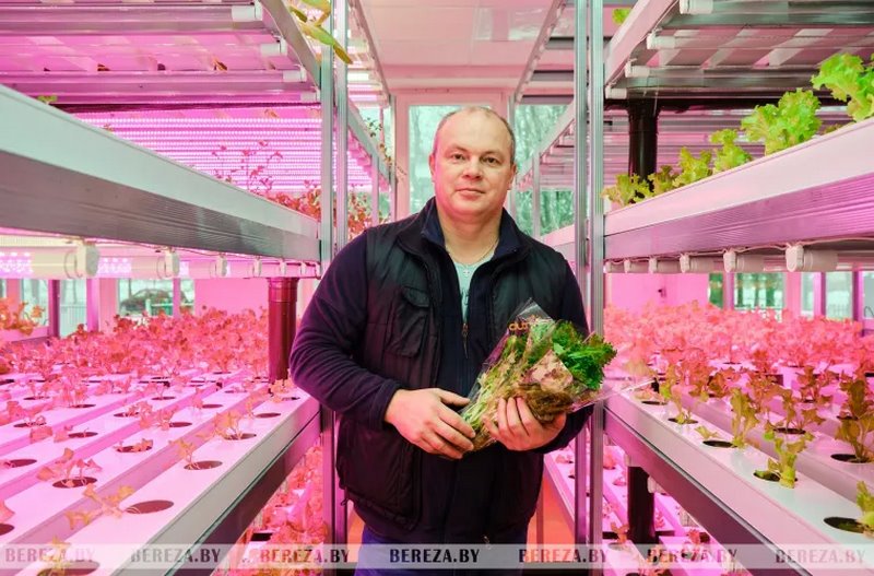 Травка с прилавка: Как выращивают микрозелень в Брестской области