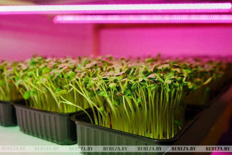 Травка с прилавка: Как выращивают микрозелень в Брестской области