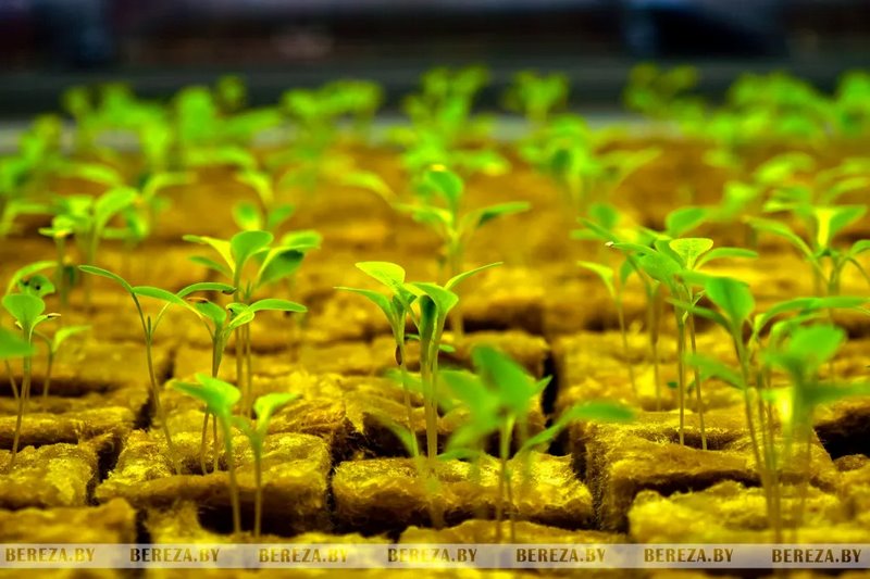 Травка с прилавка: Как выращивают микрозелень в Брестской области