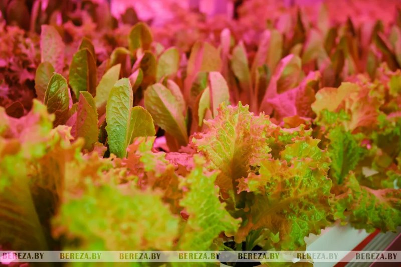 Травка с прилавка: Как выращивают микрозелень в Брестской области